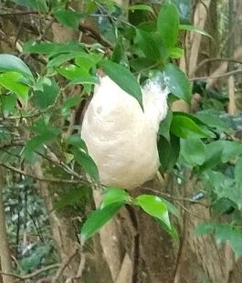 モリアオガエル卵