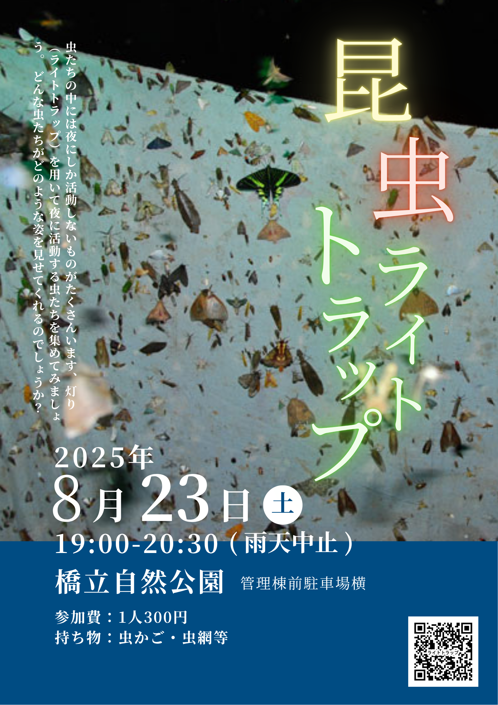 昆虫