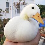 アヒル