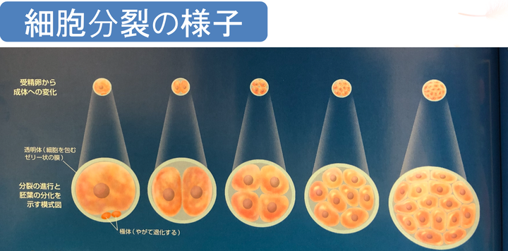 細胞分裂の様子_コピー