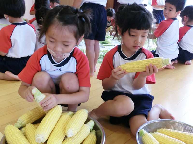 ほりうちこども園 - 食育 とうもろこし