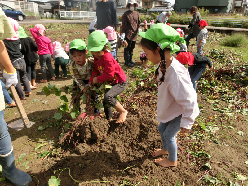 ほりうちこども園 - いもほり