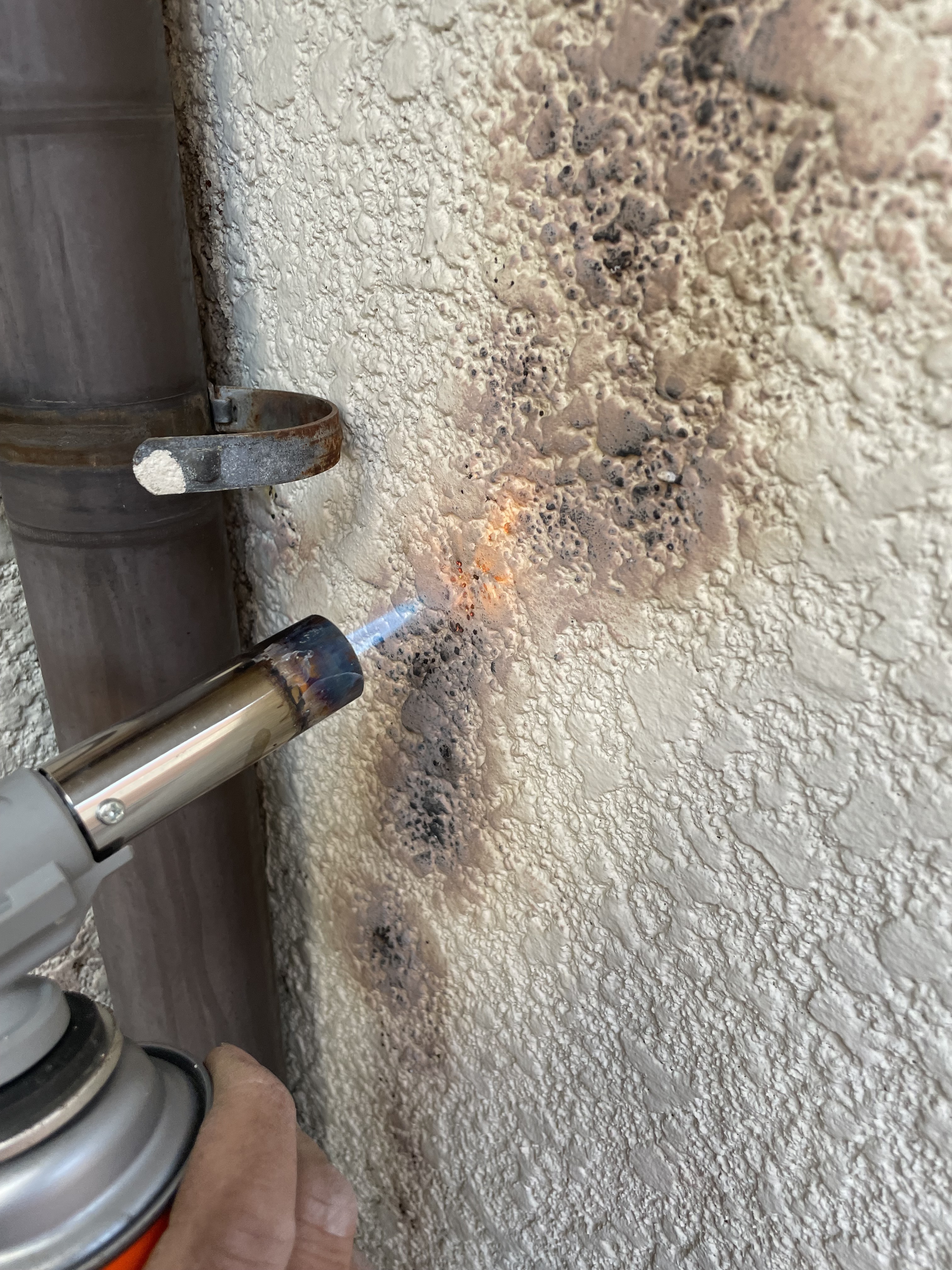 ツタ胞子焼却処理 (2)