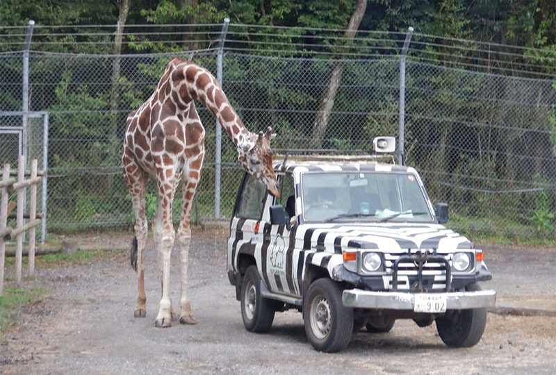 富士サファリパーク日帰り旅行|通所支援事業