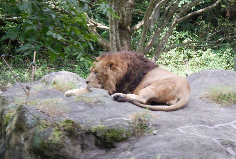 富士サファリパーク日帰り旅行|通所支援事業