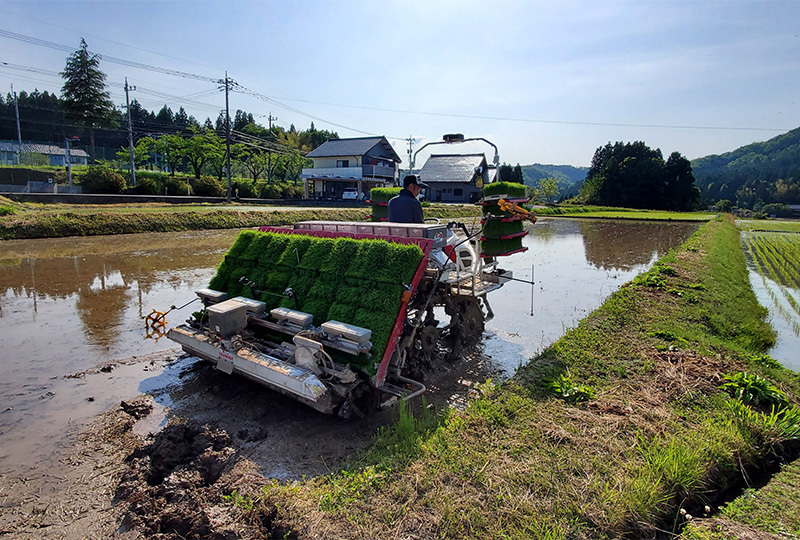 稲作3田植風景2