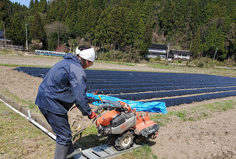 里芋田風景|3作業風景