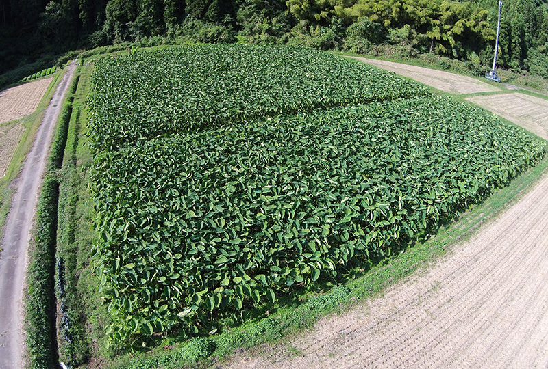 里芋田風景|6青々とした里芋畑