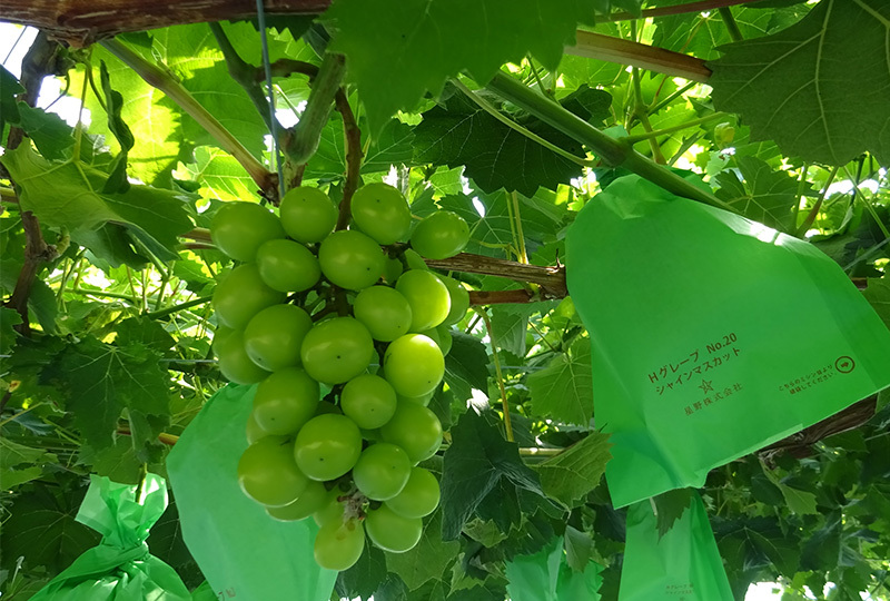 自社栽培製品|シャインマスカット