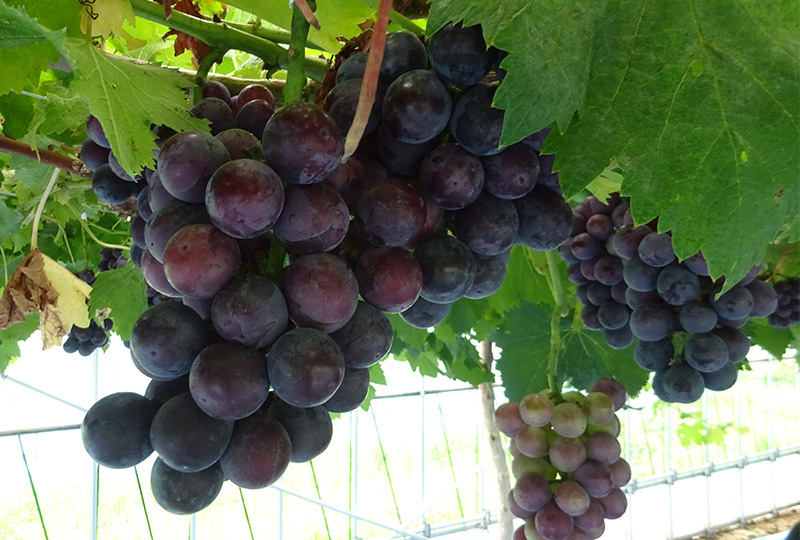 自社栽培製品|ピオーネ