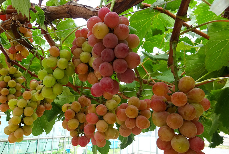 自社栽培製品|安芸クイーン