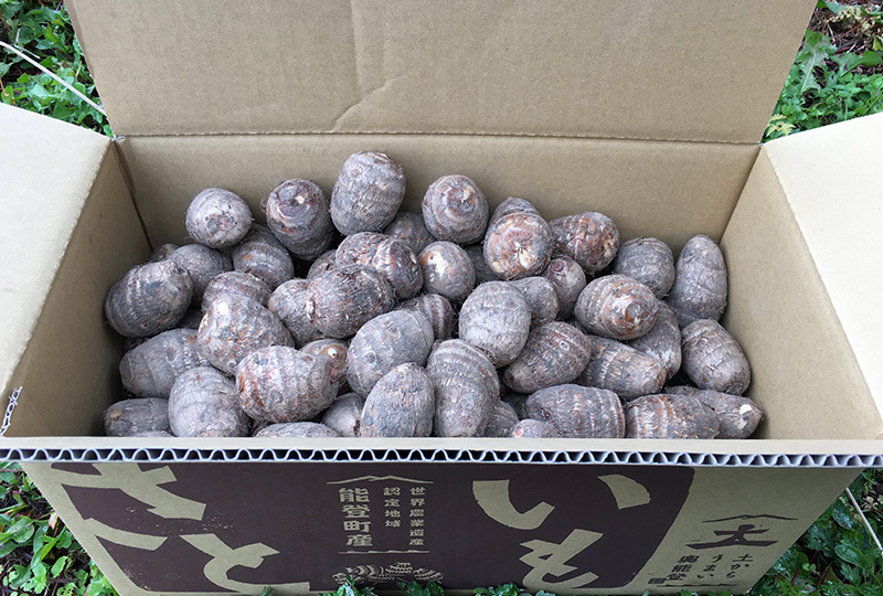 自社栽培製品|里芋