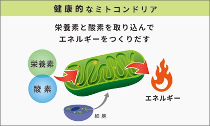 健康的なミトコンドリア