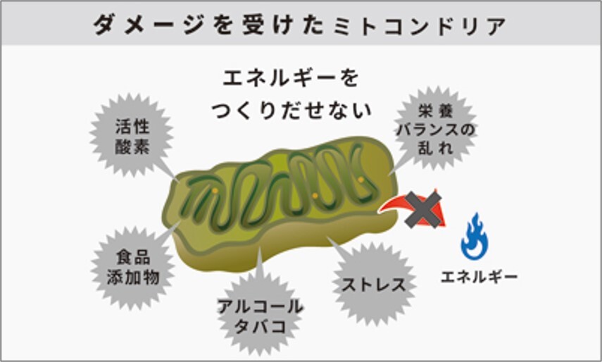 ダメージを受けたミトコンドリア