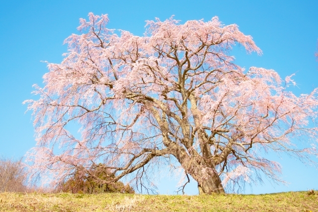 株式会社SAKURA PIRATESとは