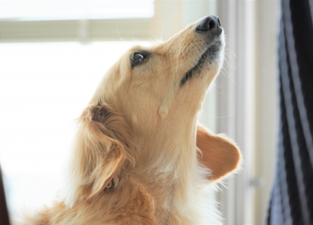 狂犬病予防接種を受けましょう!