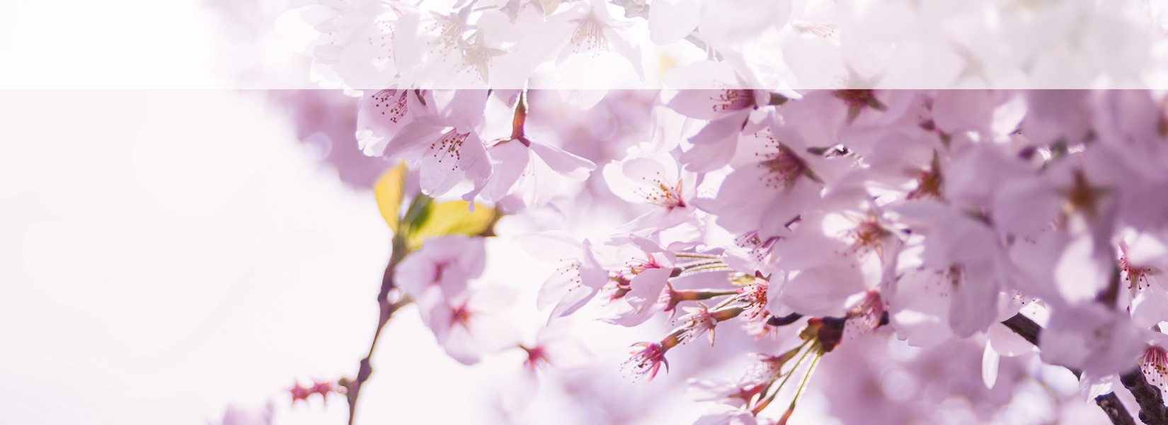 桜心高等学院イメージ