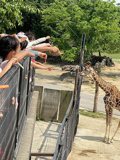 キリンにエサあげ