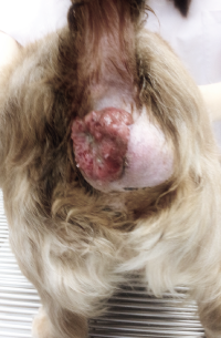 アポクリン腺癌1