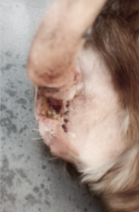 アポクリン腺癌2