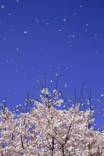 桜吹雪