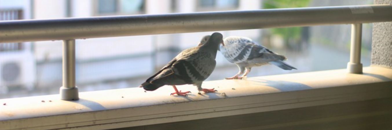 鳩よけ