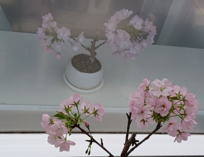 Screenshot_20240410_014842_Gallery