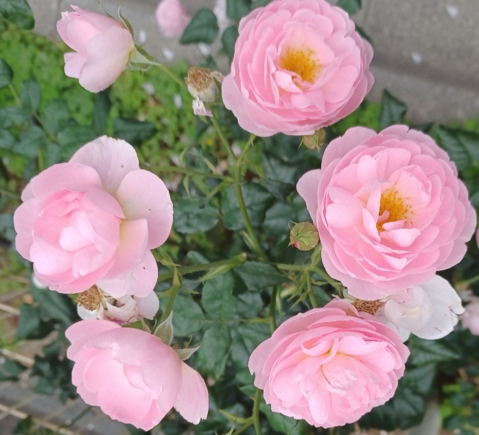 Screenshot_20240527_202635_Gallery