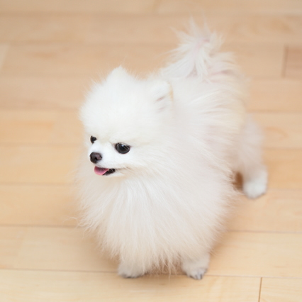 pixta_93445443_S