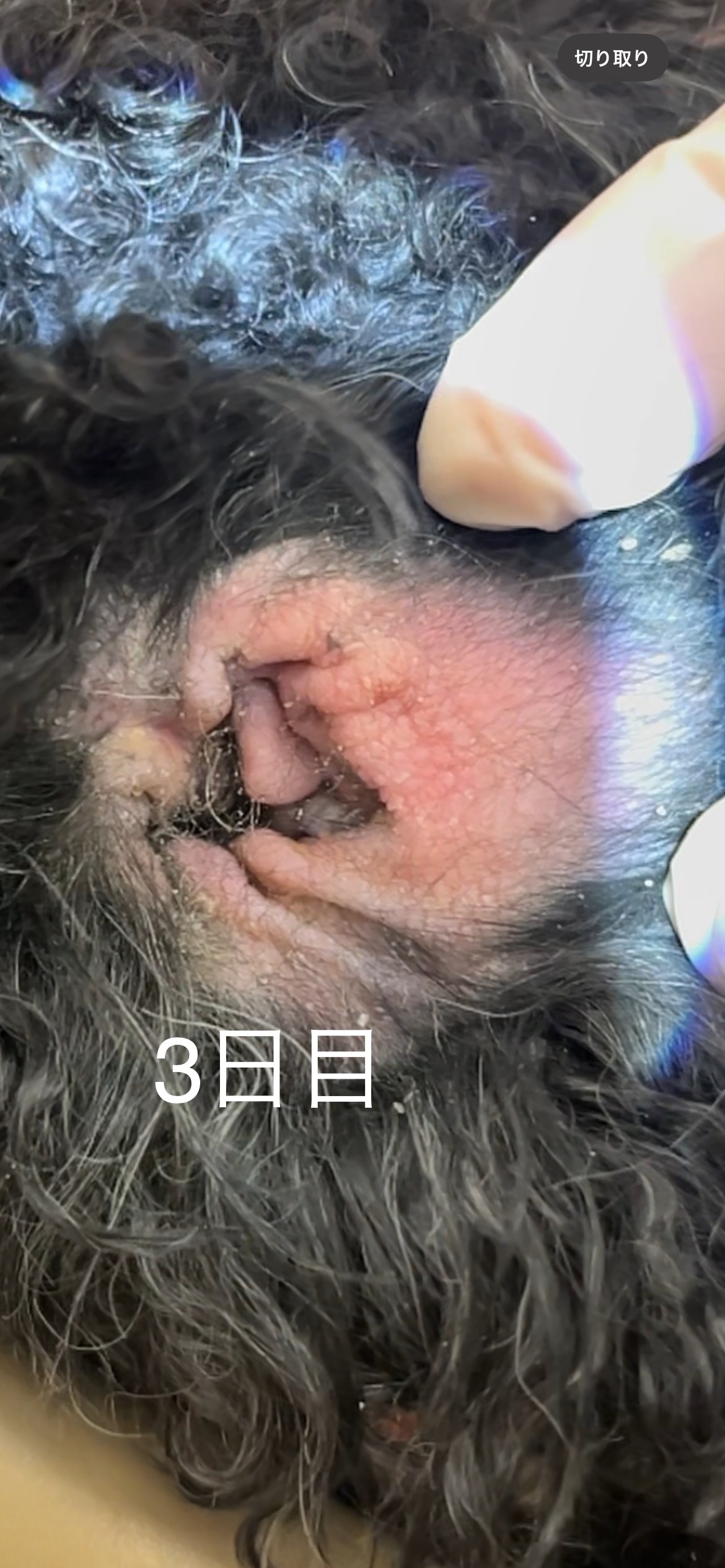 3日目