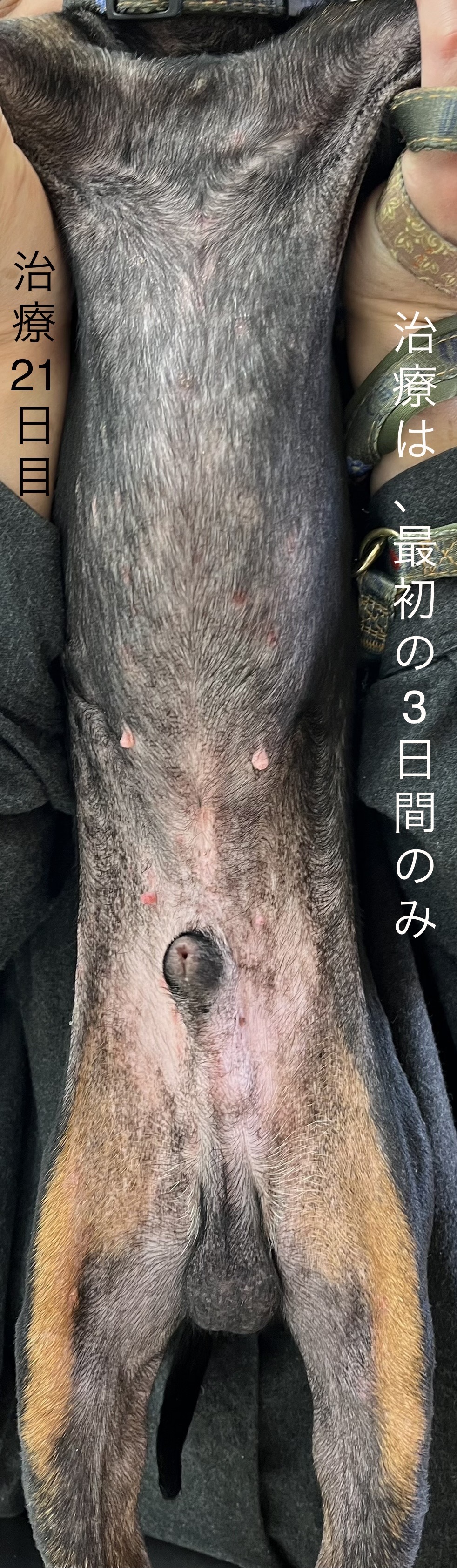 小山ウィルちゃん腹部治療21日目