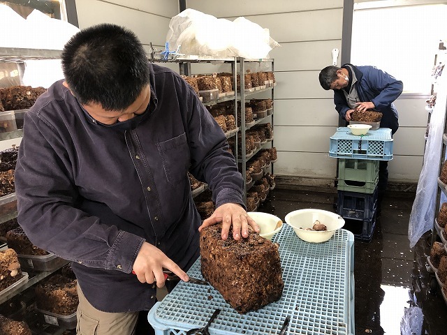s-就労・しいたけ作業