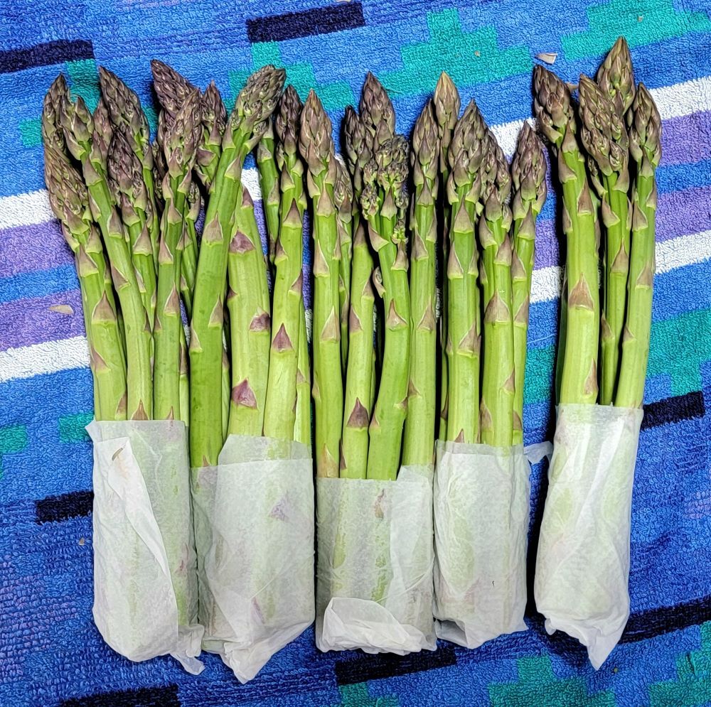 ラスノーブル キッチンペーパー