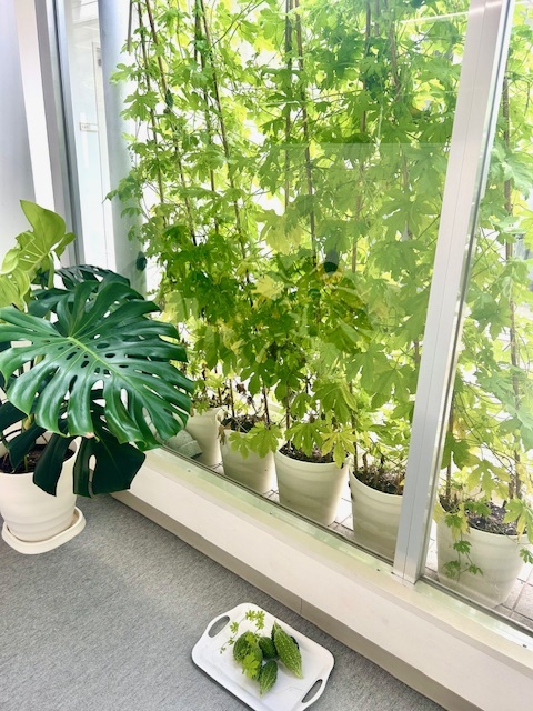 ゴーヤカーテン