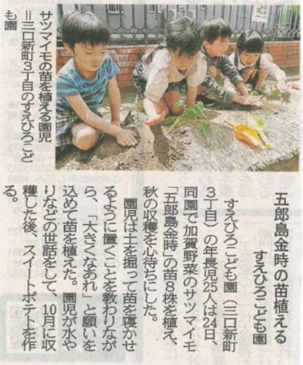 2023.5.25五郎島金時の苗植え