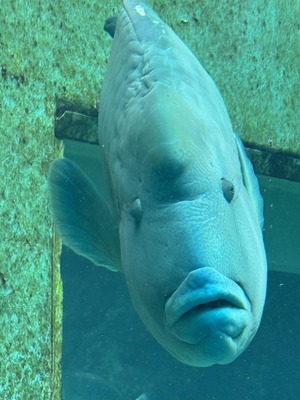 483935656_1175045694417709_378458789873104295_n_コピー