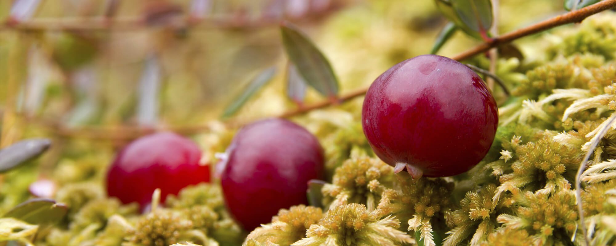 リンゴンベリー