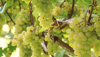 事業内容 _ワイン用の葡萄栽培