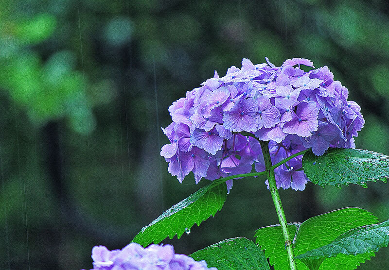 梅雨