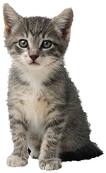 ねこ