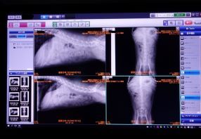 16デジタルレントゲン(DR)