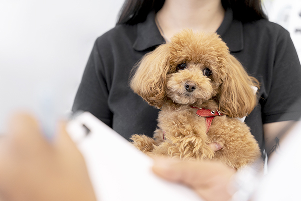 ペットやご家族にとっての最適解を目指します