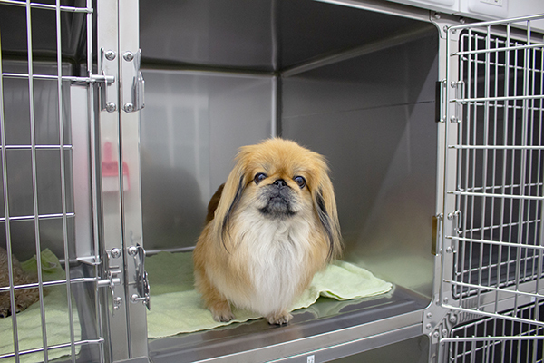 ペットホテル01