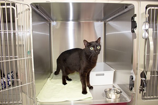 ペットホテル02