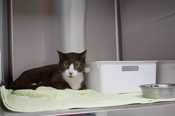 ペットホテル03