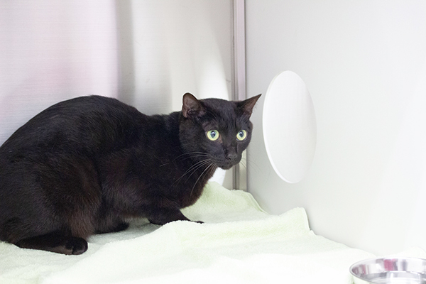 ペットホテル04