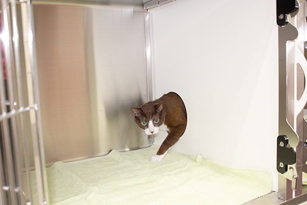 ペットホテル05