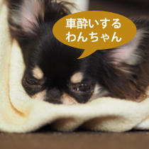 車酔いするわんちゃん