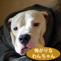 怖がりなわんちゃん