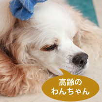 高齢のわんちゃん